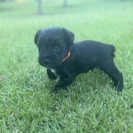 Miniature Schnauzer Puppies from Rebecca LeBoeuf