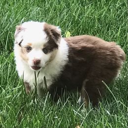 Toy Australian Shepherd Puppies from Raggededge Toy Australian Shepherds