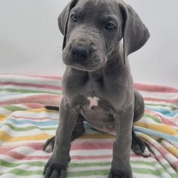 Gemma - Blue female Great Dane puppy in Kannapolis, North Carolina from Carolina Great Danes & Toy Poodles