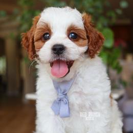 FIFA - Blenheim male Cavapoo puppy in Salado, Texas from Red Ranch Dogs