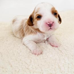 Magpie - Blenheim female Cavapoo puppy in Aiken, South Carolina from Cavapoos of the Carolinas