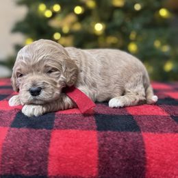 Ellie's Red Collar Male - Apricot male Goldendoodle puppy in Piedmont, South Carolina from The Farm at Saluda Ridge