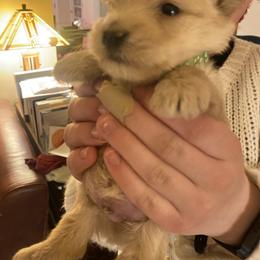 Boy 2 - Wheaten male Scottish Terrier puppy in Fenton, Michigan from Carnes Croft Scotties
