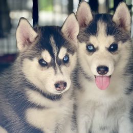 Siberian Husky Puppies from Antler Creek Siberians