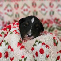 Espresso girl 1 - Black tri-color female Australian Shepherd puppy in Tehachapi, California from Astralvale Aussies