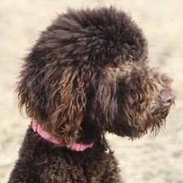 Bernedoodle, Goldendoodle, and Labradoodle Puppies from Apple Creek Doodles