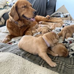 Boy 1 - male Golden Retriever puppy in Yelm, Washington from Bit O'Heaven Farm
