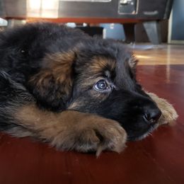 German Shepherd Puppies from Von Haus Frankenstein GSD