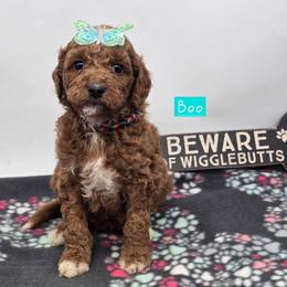 Boo - Red  female Goldendoodle puppy in Neillsville, Wisconsin from Granton Creek