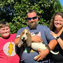 BluMoon - Blue tan and white male Basset Hound puppy in Lebanon, Ohio from Golden Acres D & B