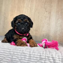 Olive - Black female Maltipoo puppy in Tolono, Illinois from The Golden Rule Doodles