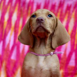 Kanga - Golden rust female Vizsla puppy in Bloomington, Indiana from Envizion