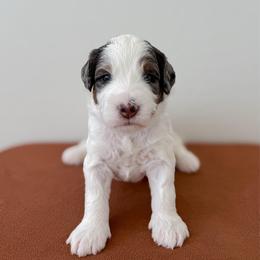 Pirate - Merle male Bernedoodle puppy in Apache Junction, Arizona from Coffey House Doodles
