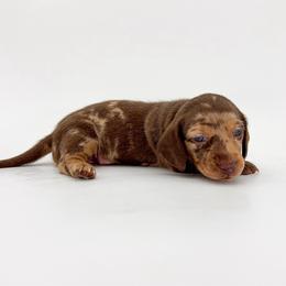 Latte - Dapple female Dachshund puppy in Waddell, Arizona from Neu Doxies