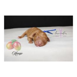 Mango - Red  male Goldendoodle puppy in Mancelona, Michigan from Lavender poodles & doodles