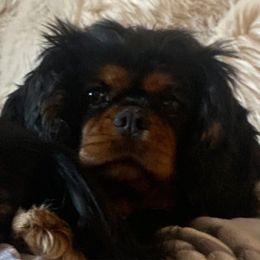Missy - Cavalier King Charles Spaniel