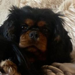 Missy - Cavalier King Charles Spaniel