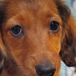 Dachshunds from Deb’s Darlin’ Dachshunds