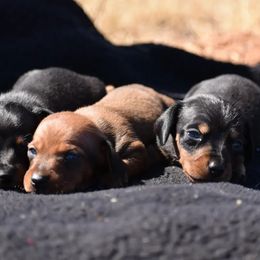 Dachshund Puppies from Bulldach Kennels AZ