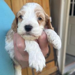 Michael - Red and white male Cockapoo puppy in Holton, Indiana from MoonShine Babies