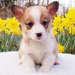 American Corgi and Pembroke Welsh Corgi Puppies from Whimsical Treasure Corgis