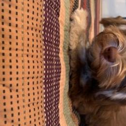 Havanese Puppies from Happy Tail Companions