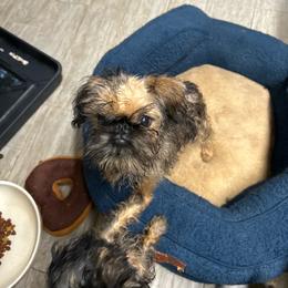 Bella - Belge female Brussels Griffon puppy in Nocona, Texas from Alias I Am Brussels