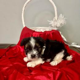 Saru - Black tan and white male Biewer Terrier puppy in Winston Salem, North Carolina from LaythStone
