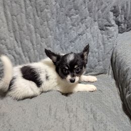 Girl 3 - White and black female Papillon puppy in Joshua, Texas from Summertime Kennels