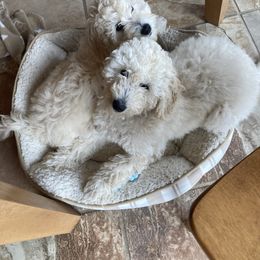 Goldendoodle Puppies from New York Doodleicious GoldenDoodles