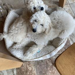 Goldendoodle Puppies from New York Doodleicious GoldenDoodles