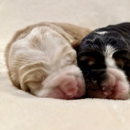 Donner ( Pending ) - Mahogany and white male Basset Hound puppy in Hillsboro, West Virginia from Bear Foot Bassets Of West Virginia