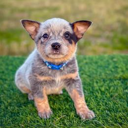 Blue collar - Blue speckled male Australian Cattle Dog puppy in Spokane, Washington from 4D Cattle Dogs
