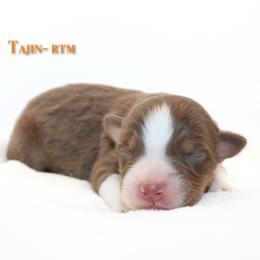 Tajin - Red tri-color male Australian Shepherd puppy in Coldwater, Michigan from Northern Star Australian Shepherds