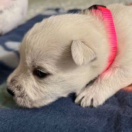 Hot Pink Girl - White female West Highland White Terrier puppy in Boaz, Alabama from Creekside Westies
