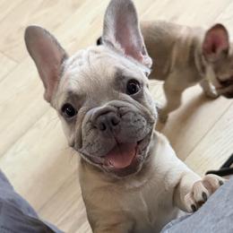 Wood (The Gentle Giant) - Cream male French Bulldog puppy in Newport News, Virginia from Emotional Support Babies