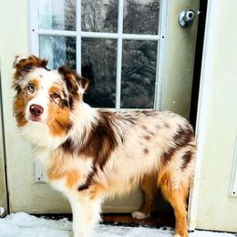 Rugar - Australian Shepherd