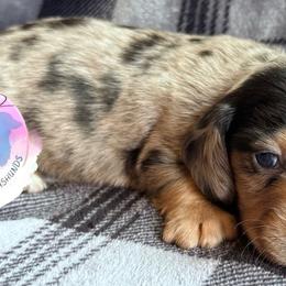 Boy 2 - Dapple male Dachshund puppy in Houston, Texas from L&L 4D Dancer’s Dachshunds