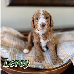 Leroy - Red  male Goldendoodle puppy in Oklahoma from Faithful Hill Doodles