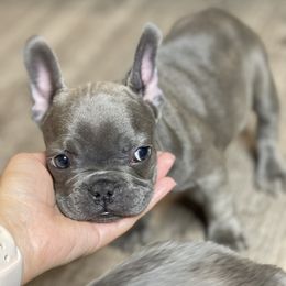French Bulldog Puppies from Frnchi Faerie