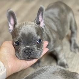 French Bulldog Puppies from Frnchi Faerie