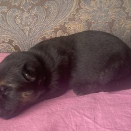 Fuchsia collar girl - Black and red female German Shepherd puppy in Coleta, Illinois from Four Leaf Farm- Vom Vierblättriges Bauernhof