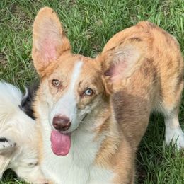 Kahlua - Liver and white female American Corgi puppy in Dade City, Florida from Red White & Bluie Corgi