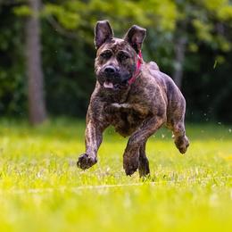 Boerboel All Grown Up from Romboel farm dogs