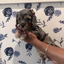 Mimi - Merle female Cavapoo puppy in Riverview, Florida from Doodley Doo Doodles