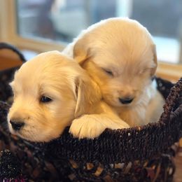 Golden Retriever Puppies from Montana Puppies