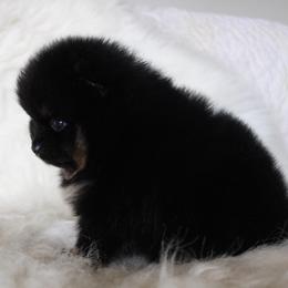 Bentley - Black and tan male Pomeranian puppy in San Marcos, Texas from Hill Country Poms