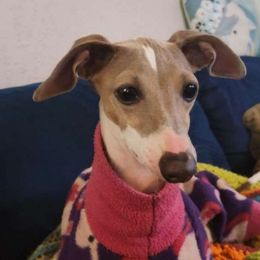 🎰 Parlay 🎰 - Italian Greyhound