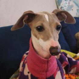 🎰 Parlay 🎰 - Italian Greyhound