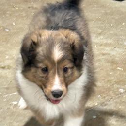 Blue - White and sable male Shetland Sheepdog puppy in Fontanelle, Iowa from Jensen Farms Shelties